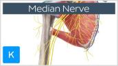 Median Nerve - Course, Distribution \u0026 Branches - Human Anatomy | Kenhub