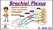 Brachial plexus / Anatomy / Simplified - Roots, Trunks, Divisions,  Cords and Branches/ in hindi