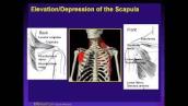382 Shoulder Pain - Full Lecture