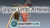 Upper Limb Arteries - Arm and Forearm - 3D Anatomy Tutorial