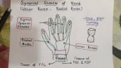 Synovial Sheaths of Hand | Upper Limb | Dr. Ali | Doctor Z