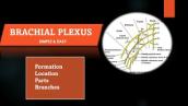 Brachial Plexus Anatomy | Easy to remember | Upper Limb Anatomy