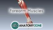 Forearm Muscles Part 1 - Anterior (Flexor) Compartment - Anatomy Tutorial