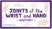 Joints of the wrist and hand: Anatomy