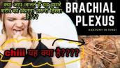 Brachial plexus anatomy in hindi