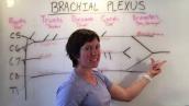 Brachial Nerve Plexus