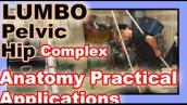 Anatomy Review: Lumbo Pelvic Hip complex  | Nerdy NASM Bio-mechanics stuff