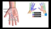 Branches of the Ulnar \u0026 Median Nerves [in Hand]