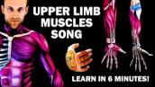 UPPER LIMB MUSCLES SONG (Learn in 6 Minutes!)