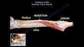 Anatomy of the Pronator Teres Muscle - Everything You Need To Know - Dr. Nabil Ebraheim