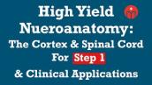 High Yield Neuroanatomy: The Cortex \u0026 Spinal Cord — For Step 1 and Clinical Applications
