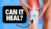 Can the Meniscus Tear in Your Knee Heal On Its Own? Knee Cartilage