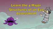 Learn the 4 Major Structures of an Eye Assessment (Step 1, COMLEX, NCLEX®, PANCE, AANP)