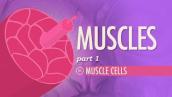 Muscles, Part 1 - Muscle Cells: Crash Course Anatomy \u0026 Physiology #21