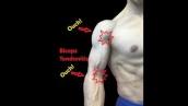 Biceps Tendonitis - Stretches and Fascial Release