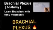 Brachial Plexus | Anatomy | Easy Learning { Hindi }