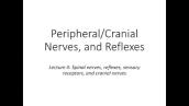 Nerves (peripheral \u0026 cranial), sensory receptors, reflexes