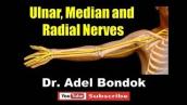 Ulnar, Median and Radial Nerves, Dr Adel Bondok