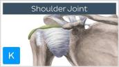 Shoulder joint: Movements, bones and muscles - Human Anatomy | Kenhub