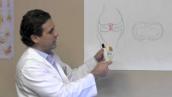 Knee Popping - Ligaments - Sports Doctor Houston Sugar Land TX - Dr J Michael Bennett