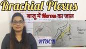 Brachial Plexus#brachialplexus #brachial //#RTDCB//In Hindi