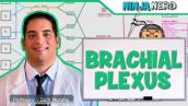 Neurology | Brachial Plexus