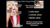Anatomy of the Triceps Muscle - Everything You Need To Know - Dr. Nabil