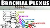 || brachial plexus || Anatomy || in hindi || brachial plexus pulse