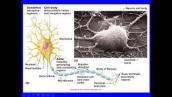 LAB 9 ANATOMY PHYSIOLOGY 1-NERVOUS TISSUE, SPINAL CORD, NERVES, AND REFLEXES