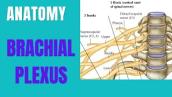 Simplified version of the Brachial Nerve plexus (C5-T1) - Median, Ulna, Radial \u0026 Axillary nerves