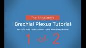 Brachial Plexus Tutorial, Part 1 of 2: Roots, Trunks, Divisions, Cords, Branches (Terminal)