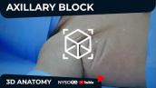 Axillary Brachial Plexus Block Anatomy  Explained - NYSORA’s 3D Anatomy videos