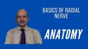 Basics of Radial Nerve: Anatomy and its surgical significance