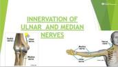 innervation of ulnar and median nerves