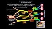 Distal Brachial Plexus Terminal Branches - Everything You Need To Know - Dr. Nabil