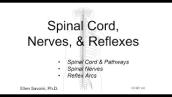 Spinal Cord, Nerves, and Reflexes (BIO 201 Human Anatomy \u0026 Physiology I)