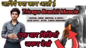Anatomy of Triceps Brachii Muscles \u0026 Radial Nerve Disorders || Anil Saini ||