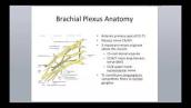 Nerve Injury Part 2 - Brachial Plexus Injuries