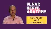 Anatomy of the Ulnar Nerve - Complete and simplified