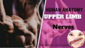Human Anatomy - Upper Limb _ Nerves