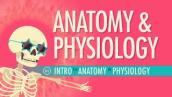 Introduction to Anatomy \u0026 Physiology: Crash Course Anatomy \u0026 Physiology #1