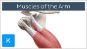 Muscles of the arm - Origin, Insertion \u0026 Innervation -  Human Anatomy | Kenhub
