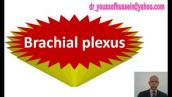 7. Brachial plexus | Injury | Erb,s paralysis | Policeman position | Klumpke,s paralysis | Claw hand