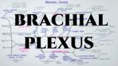 BRACHIAL PLEXUS | NEUROANATOMY | AB MEDIC