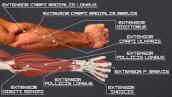 How to Build EVERY FOREARM EXTENSOR in ONE EXERCISE | Workout \u0026 Anatomy (Forearm Series Part 2 of 3)
