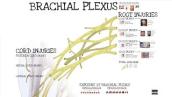 Brachial Plexus Reconstruction (Feat. Dr. Mackinnon)