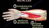 Anatomy Of The Volar Forearm Part 1 - Everything You Need To Know - Dr. Nabil Ebraheim