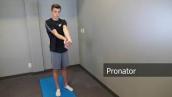 Pronator Stretch - Trouble with tasks, like using a knife or turning your hand to pick up a cup?